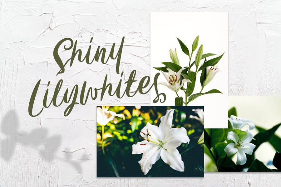 Carily Fresh Modern Script
