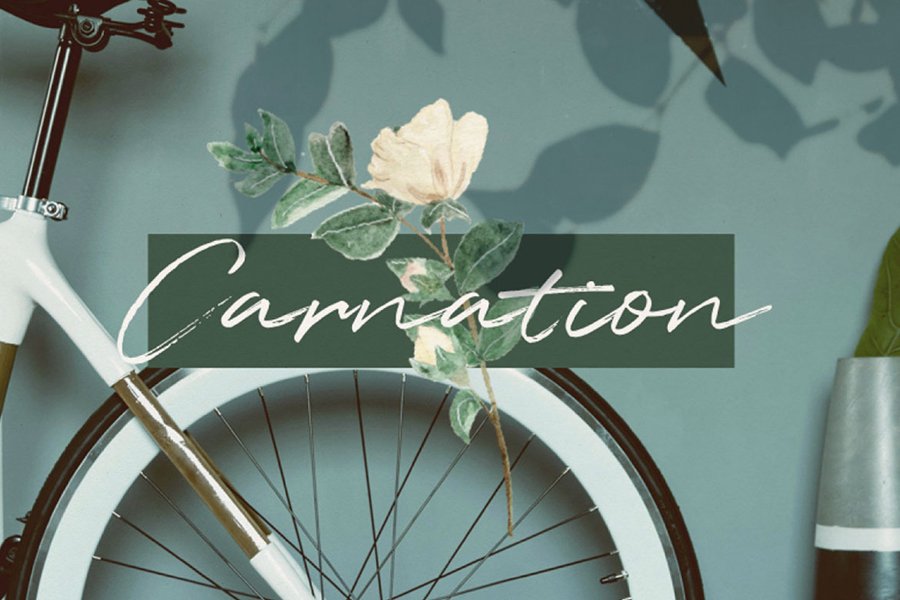 Carnation Presentation Template