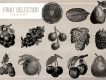 Fruit Selection Illustration