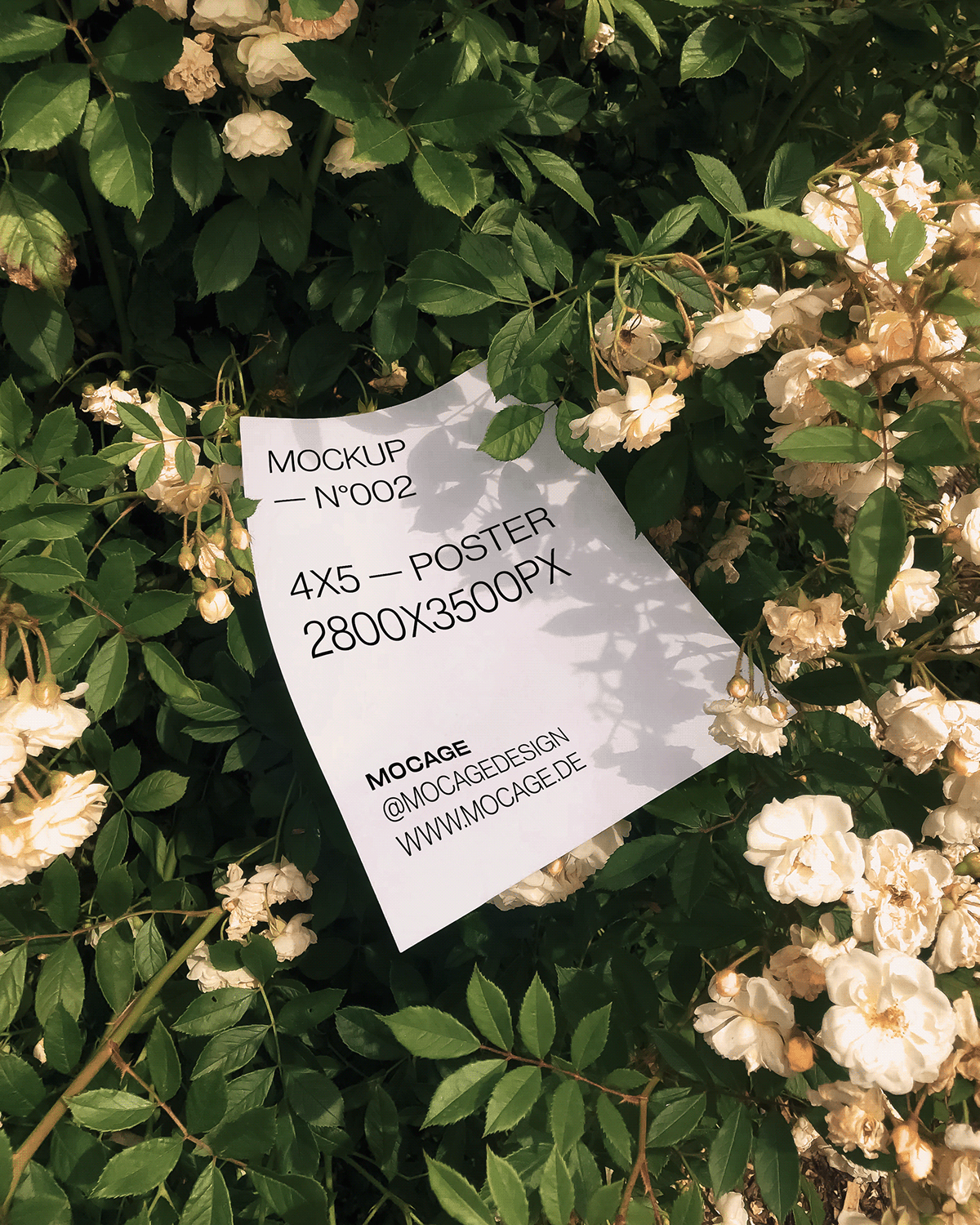 Poster in Rose Bushes Mockup